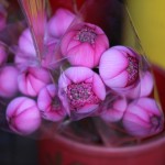 flower-market_17